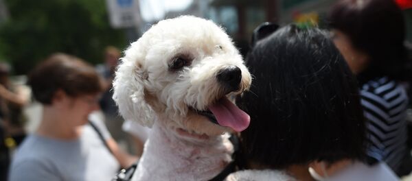 Женщина несет свою собаку на руках - Sputnik Литва