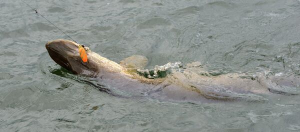 Щука на озере в Красноярском крае Щука на озере в Красноярском крае - Sputnik Lietuva