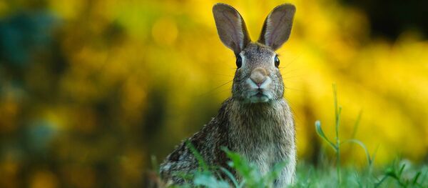 Кролик Кролик - Sputnik Lietuva