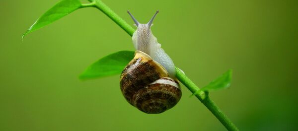 Улитка - Sputnik Lietuva