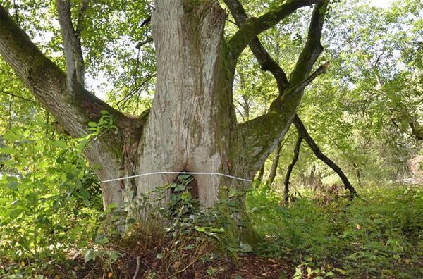 Памятник природного наследия липа Вартелю Памятник природного наследия липа Вартелю - Sputnik Литва