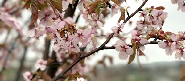 Цветы сакуры у Swed банка в Вильнюсе - Sputnik Lietuva