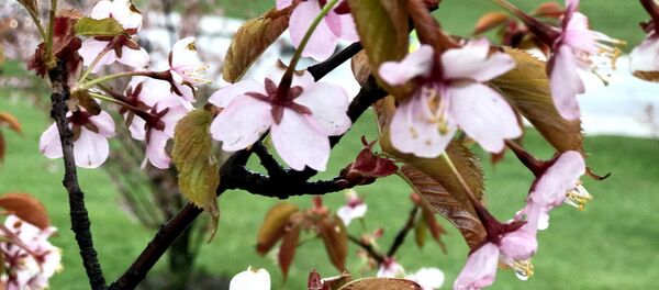 Sakura - Sputnik Lietuva