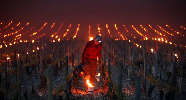 Рабочие на полях виноградников обогревают ранним утром растения, чтобы защитить их от мороза, Франция - Sputnik Lietuva