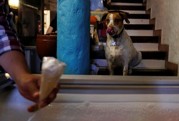 Собака смотрит на лакомство в магазине, где продается мороженое для собак, Мехико, Мексика - Sputnik Литва
