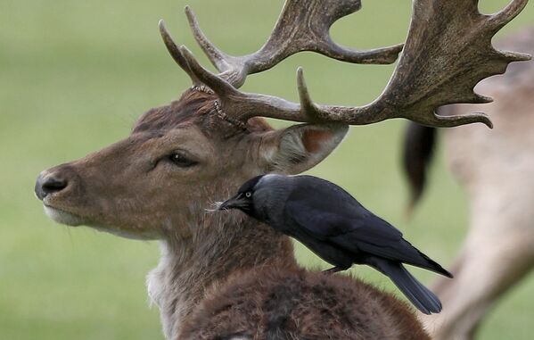 Птица сидит с мехом оленя в клюве в парке Лондона - Sputnik Литва