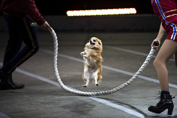 Цирковой номер с собакой на арене - Sputnik Литва