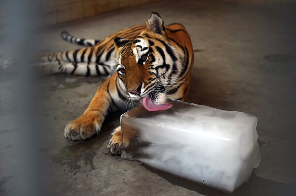 Тигр облизывает ледяную плиту - Sputnik Литва