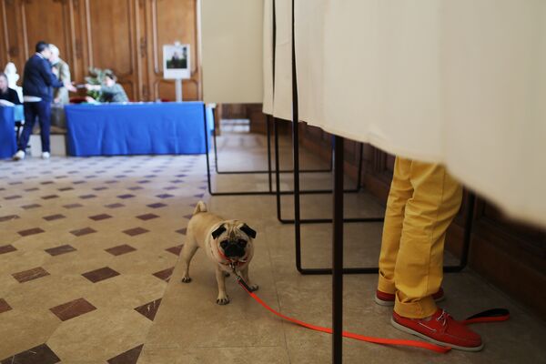 Собака ждет снаружи кабины для голосования - Sputnik Литва
