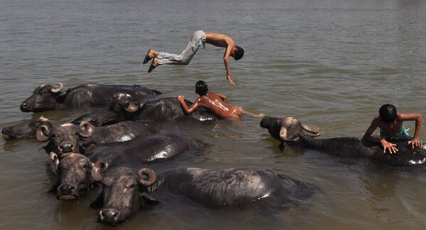 Индийские юноши играют со стадом буйволов - Sputnik Литва
