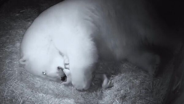В сети появились первые кадры новорожденных белых медвежат в Австралии - Sputnik Литва