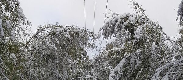 Ветки с деревьями на линии электропередач Ветки с деревьями на линии электропередач - Sputnik Литва