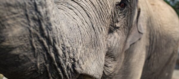 Слон Слон - Sputnik Lietuva