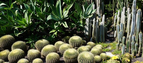 Кактусы в ботаническом саду Кактусы в ботаническом саду - Sputnik Литва