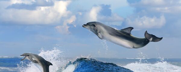 Морская свинья - Sputnik Литва