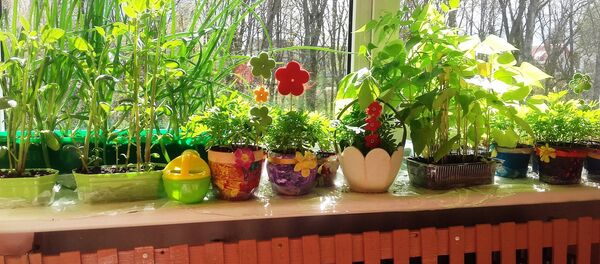 Конкурс Мой зеленый подоконник - Sputnik Литва