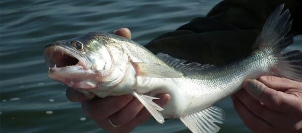 Судак Судак - Sputnik Lietuva