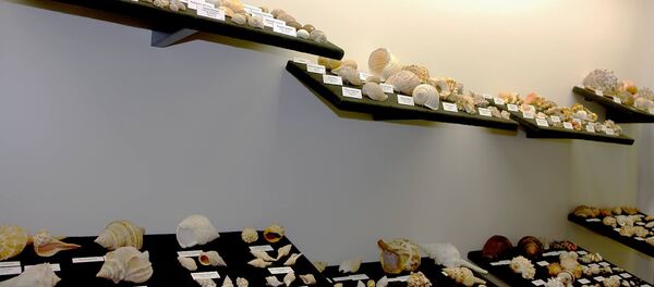 Каунасский зоологический музей Тадаса Иванаускаса Каунасский зоологический музей Тадаса Иванаускаса - Sputnik Lietuva