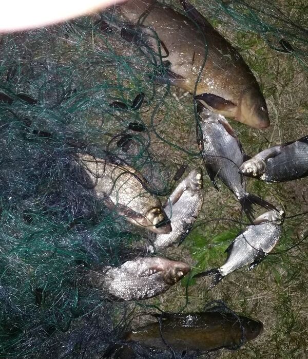 Незаконная ловля леща - Sputnik Lietuva