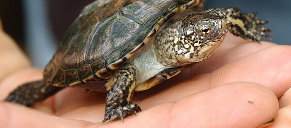 Девятимесячная семи сантиметровая европейская болотная черепаха сидит на руках работника швейцарского зоопарке в Цюрихе, Швейцария Девятимесячная семи сантиметровая европейская болотная черепаха сидит на руках работника швейцарского зоопарке в Цюрихе, Швейцария - Sputnik Lietuva