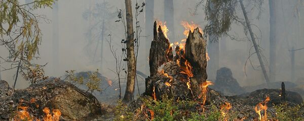 Пожар в лесу - Sputnik Литва