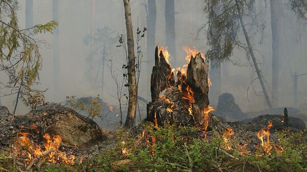 Пожар в лесу, архивное фото - Sputnik Lietuva