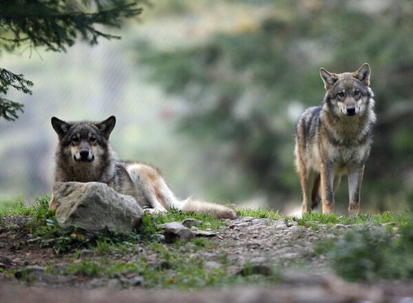 Волки в Национальном парке Меркантур во Франции - Sputnik Литва