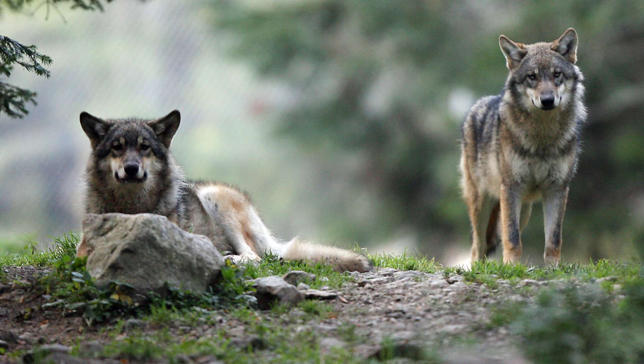 Волк по французски. Волк серый. Волк по французски. Парк волков ,,альфа,, в меркантуре. Волк по французски.