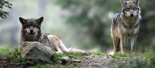 Волки в Национальном парке Меркантур во Франции - Sputnik Литва