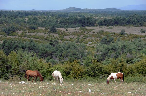 Лошади пасутся возле французской деревни Монредон на границе плато Ларзака в национальном парке Севенны - Sputnik Литва
