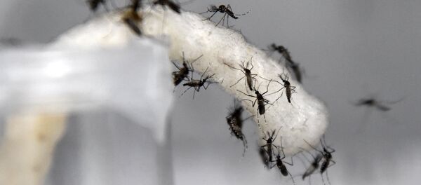 Комары Комары - Sputnik Lietuva