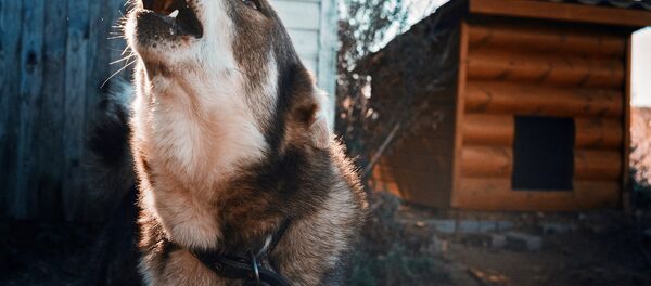 Собака воет возле будки - Sputnik Литва