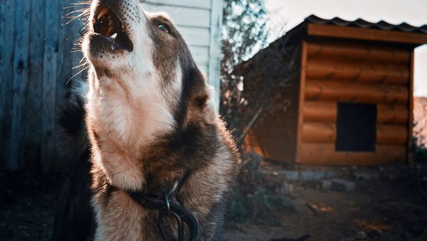 Собака воет возле будки, архивное фото - Sputnik Литва