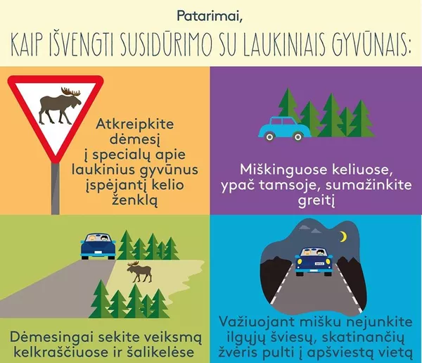 Lietuvoje briedis ir stirna sukėlė du eismo įvykius Lietuvoje briedis ir stirna sukėlė du eismo įvykius - Sputnik Lietuva