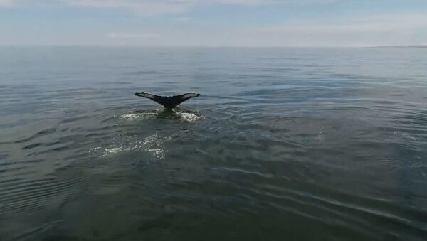 У берегов Камчатки обнаружили 12 горбатых китов. Кадры с дрона - Sputnik Литва