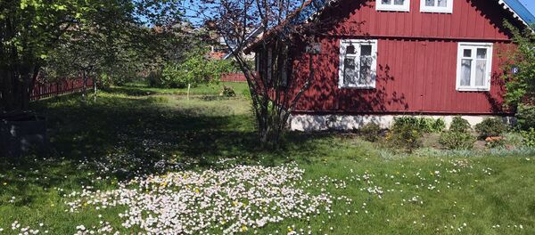 Типичный деревянный домик Ниды с маргаритками на газоне Типичный деревянный домик Ниды с маргаритками на газоне - Sputnik Lietuva