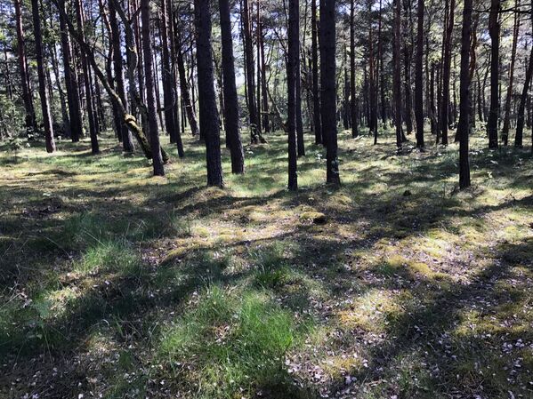 Благодаря сосновым лесам вдоль Куршской косы воздух в Ниде очень чистый - Sputnik Литва