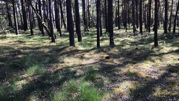 Благодаря сосновым лесам вдоль Куршской косы воздух в Ниде очень чистый - Sputnik Lietuva