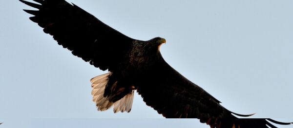 Краснокнижные орланы зимуют в центре Владивостока - Sputnik Lietuva