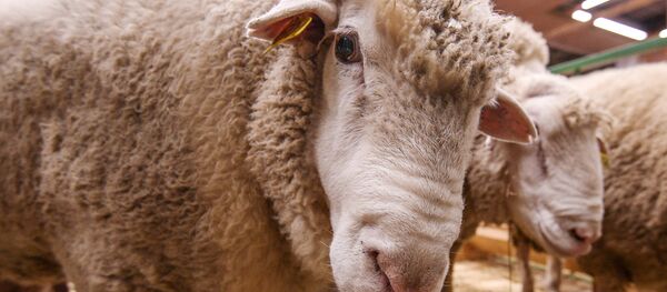 18-я Российская агропромышленная выставка Золотая осень 18-я Российская агропромышленная выставка Золотая осень - Sputnik Литва