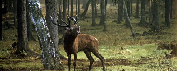 Elnias Elnias - Sputnik Lietuva