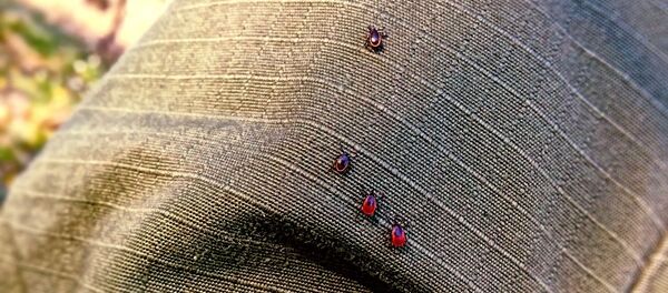 Клещи - Sputnik Lietuva