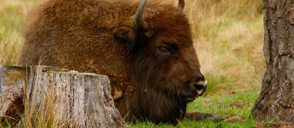 Зубренок Зубренок - Sputnik Lietuva