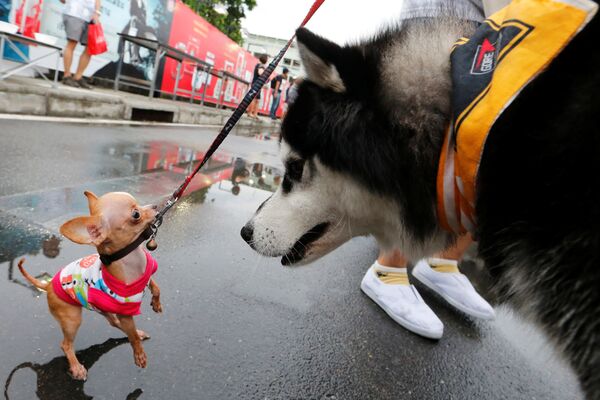 Домашние животные перед мини-марафоном для собак в Бангкоке - Sputnik Литва