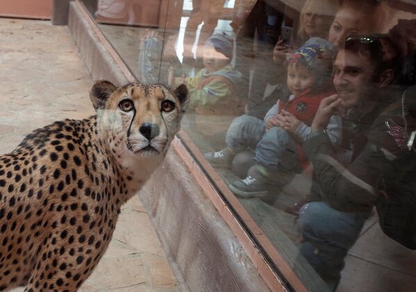 Посетители смотрят на гепарда в частном зоопарке в Демидова - Sputnik Литва