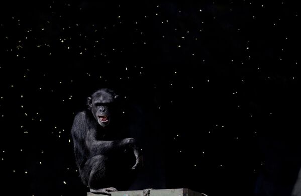 Шимпанзе следит за тем, как рабочий бросает горсти зерна - Sputnik Литва