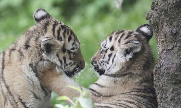 Тигры-близнецы Акина и Леня играют в зоопарке Лейпцига - Sputnik Литва