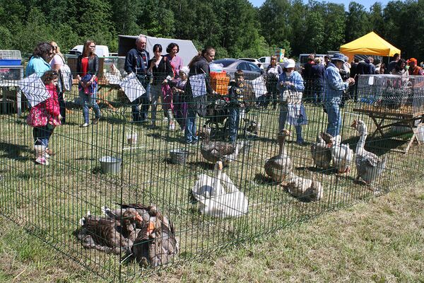 Клетки с гусями на птичьем базаре фестиваля  - Sputnik Литва