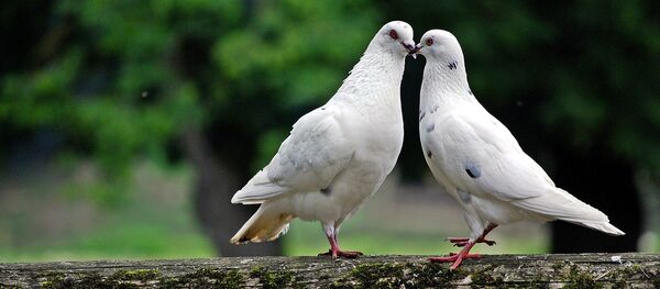 Белые голуби - Sputnik Литва