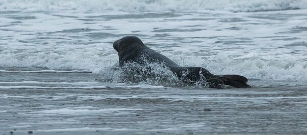 Тюлень - Sputnik Lietuva